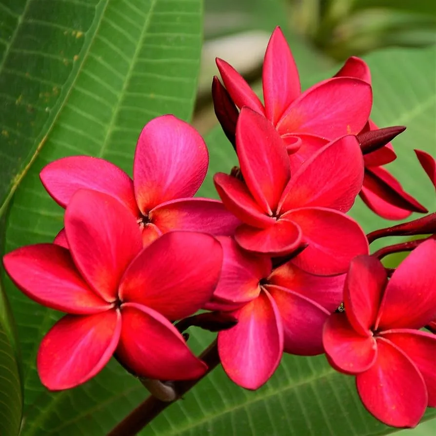 Bright red plumeria flowers against large green leaves